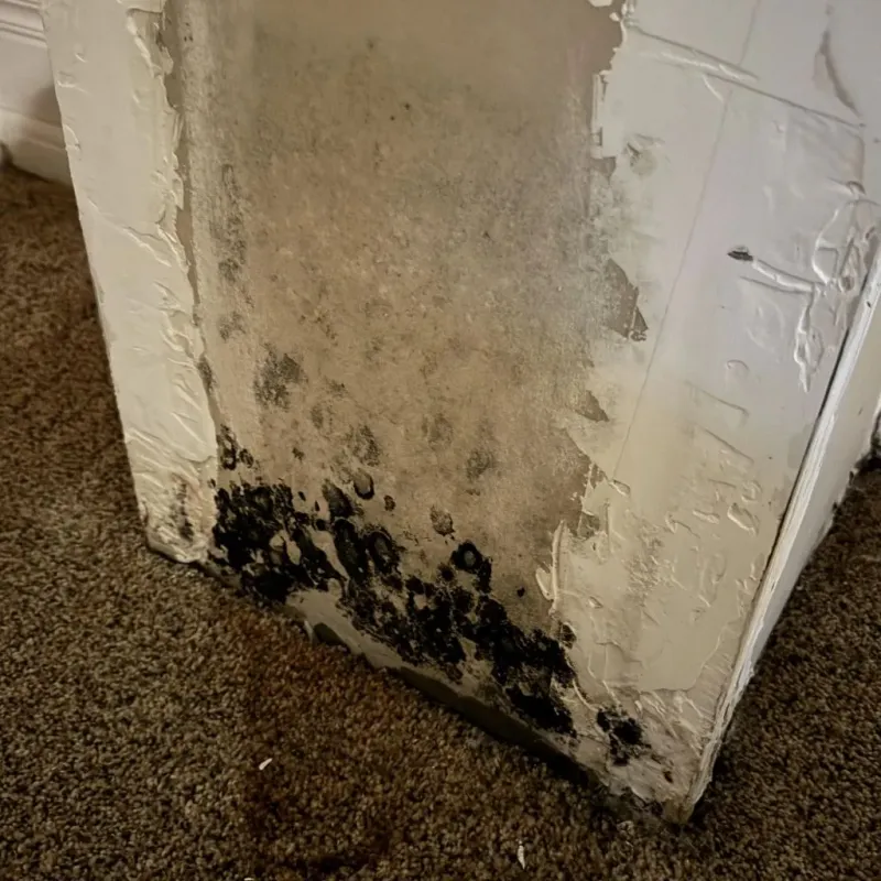 Professional Mold Removal in West Hills, NY